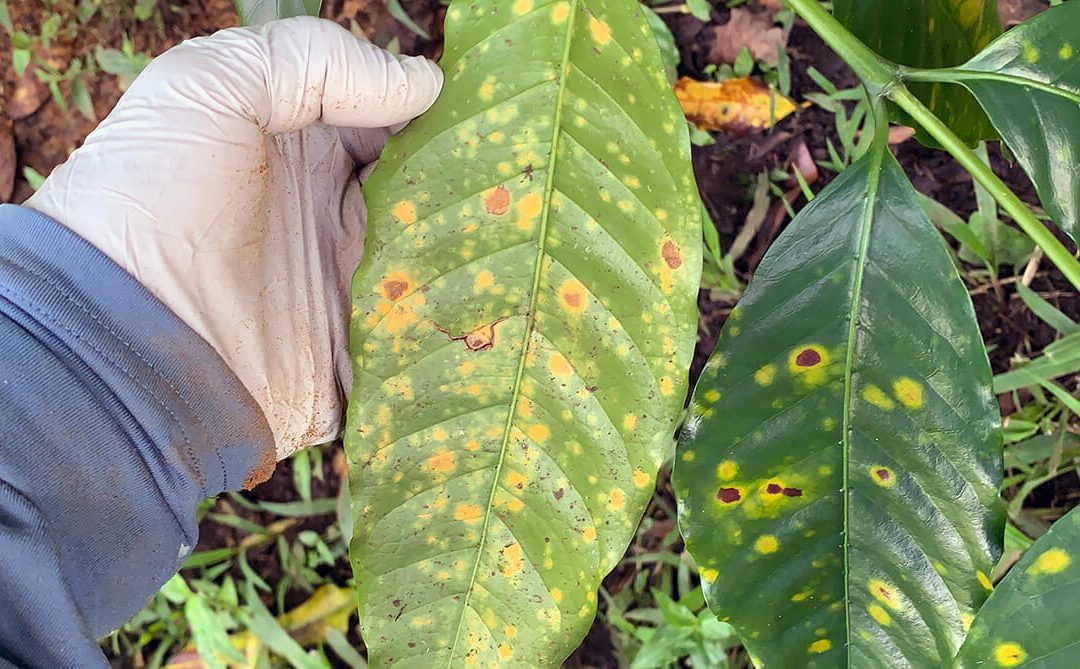 The Fight Against Coffee Leaf Rust